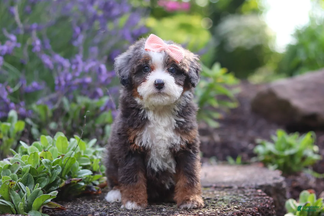 Mini Bernedoodle dogs for sale: Lena - Ad 2