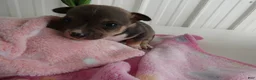 Chihuahua dogs for sale: Chihuahua Puppy 2 Scout - Ad 3