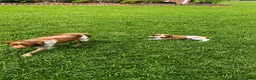 Brittany Spaniel dogs for sale: Jackson - Ad 8