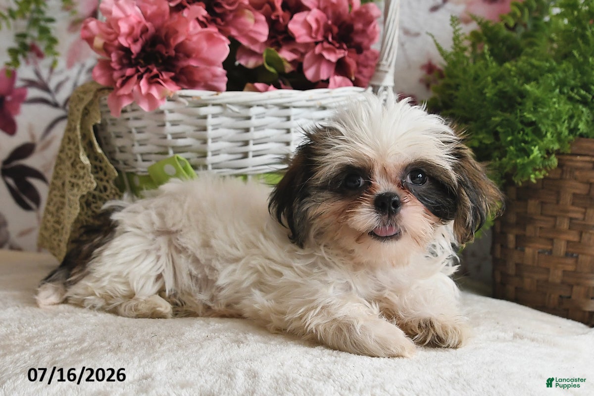 Shih Tzu dogs Suzy - Ad 2