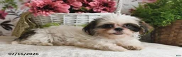 Shih Tzu dogs for sale: Suzy - Ad 2