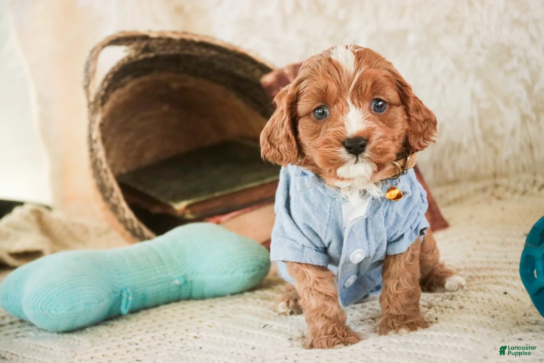 Cavapoo dogs for sale: Herbie - Ad 2