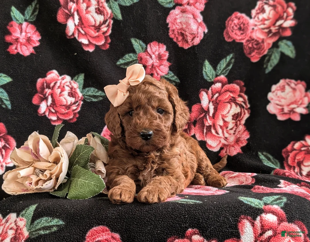 Mini Goldendoodle dogs for sale: Keira Hypoallergenic - Ad 5