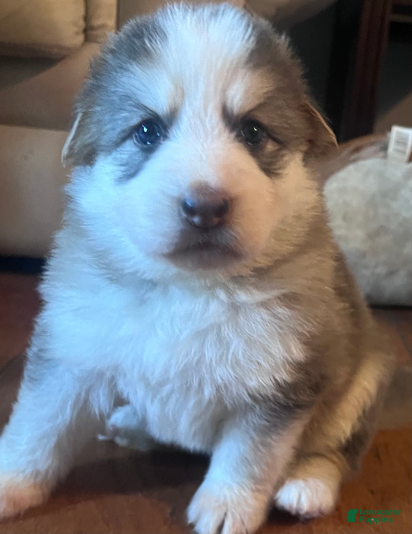 German Shepherd dogs German Shepherd Female (Panda) - Ad 1