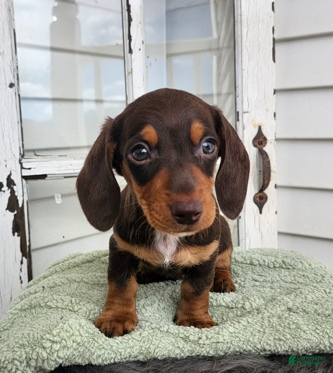 Miniature Dachshund dogs for sale: Marley  - Ad 2