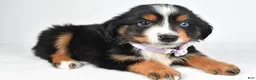Miniature Australian Shepherd dogs for sale: Kate  - Ad 3