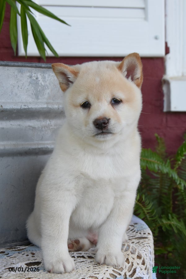Shiba Inu dogs Timber - Ad 2