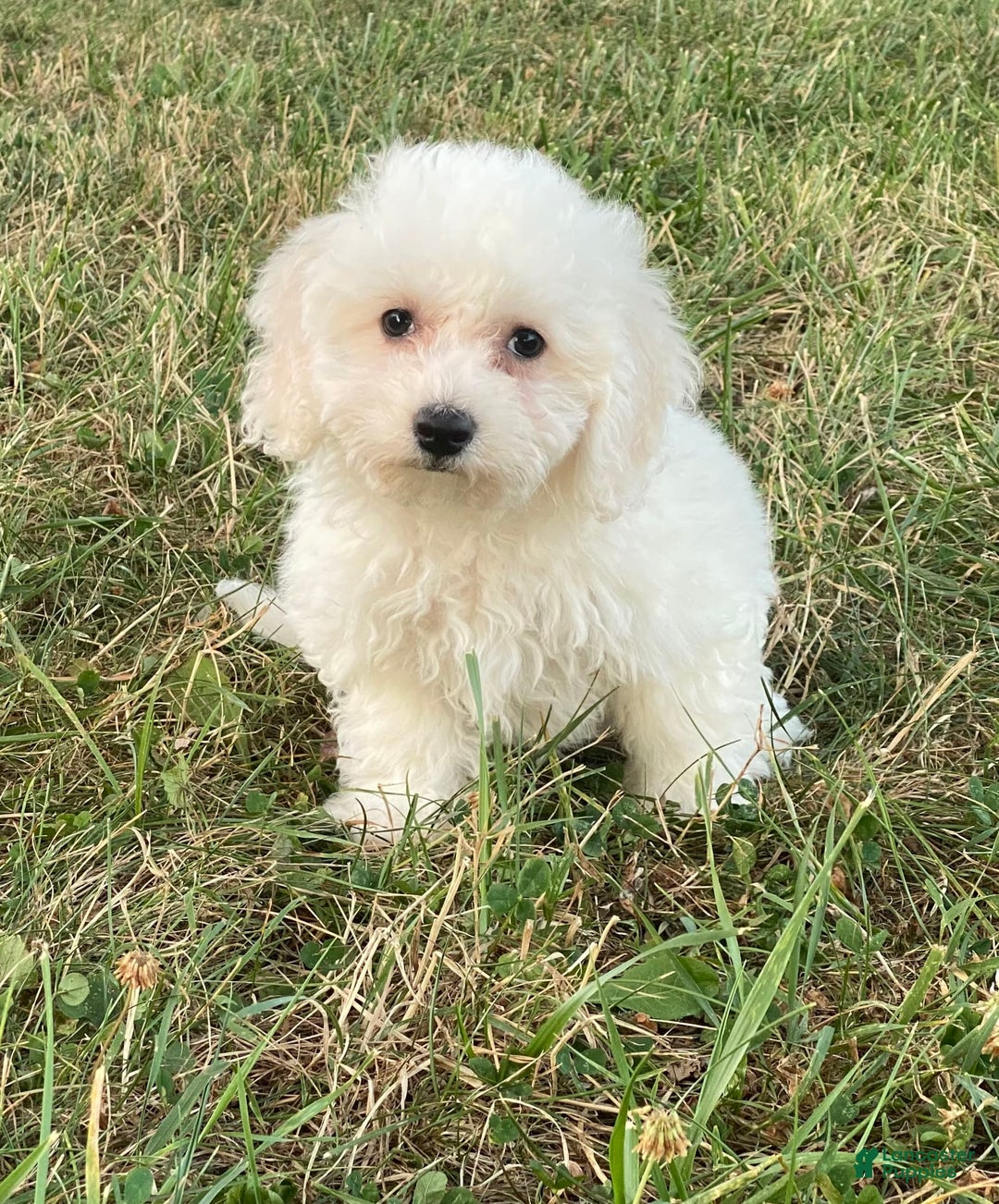 Bichon Frise dogs for sale: Bear - Ad 5