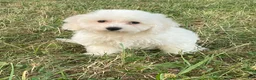Bichon Frise dogs for sale: Bear - Ad 5