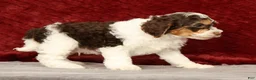 Cavapoo dogs for sale: Wyatt - Ad 6