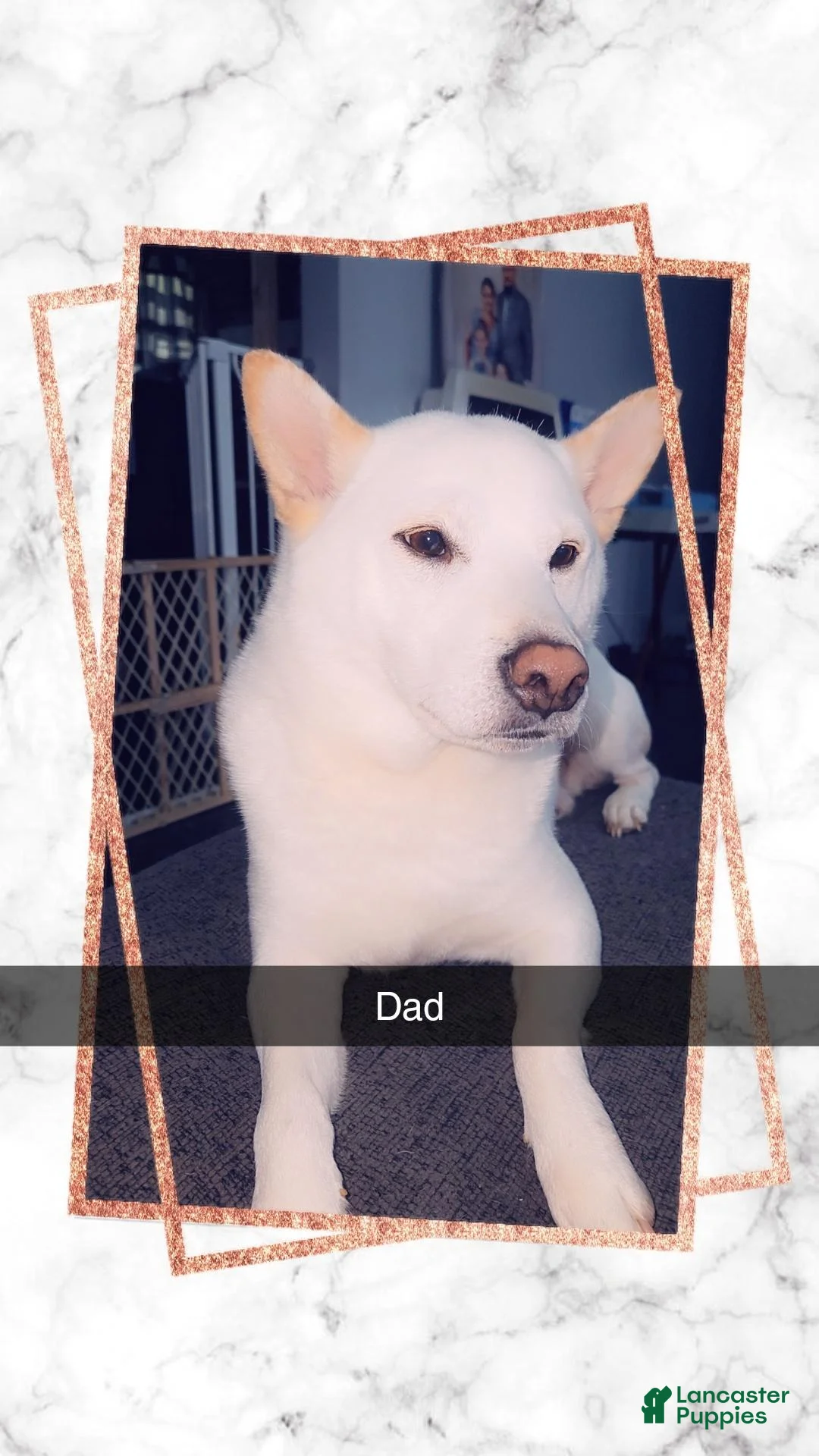 Shiba Inu dogs for sale: Shiba Inu 2 - Ad 3