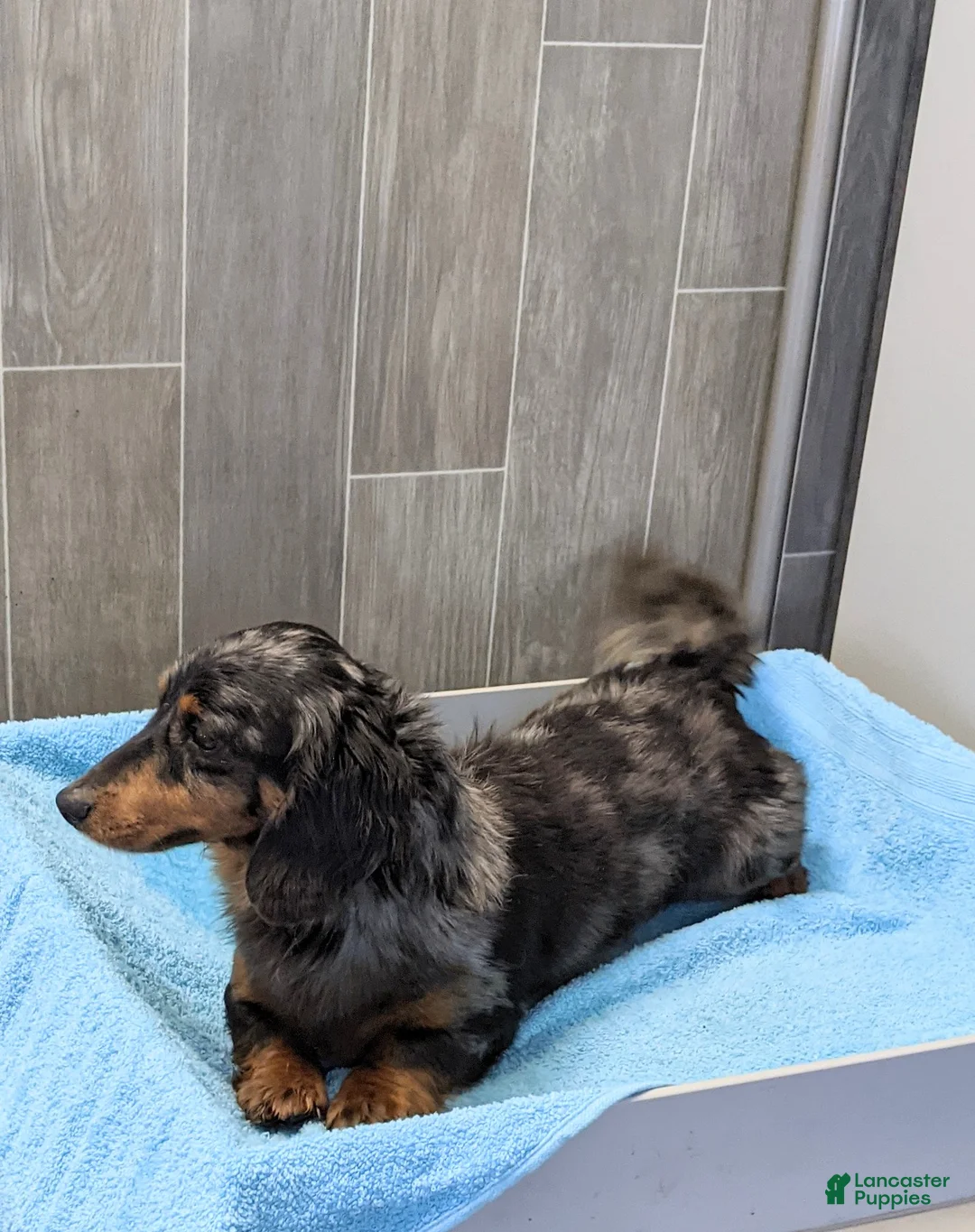 Miniature Dachshund dogs for sale: Jenny  - Ad 12