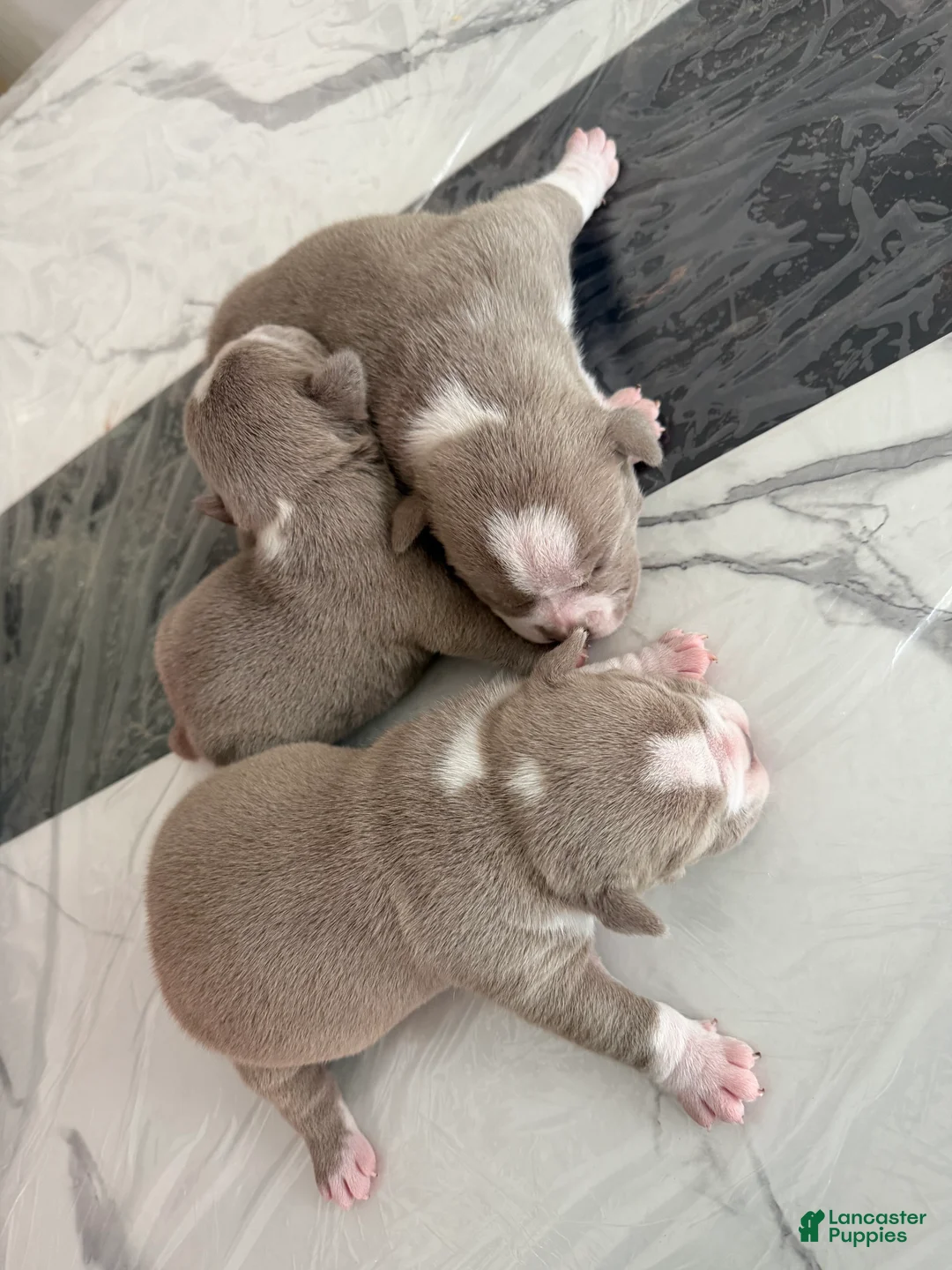 American Bully dogs for sale: American Bully Puppy 4 - Ad 2