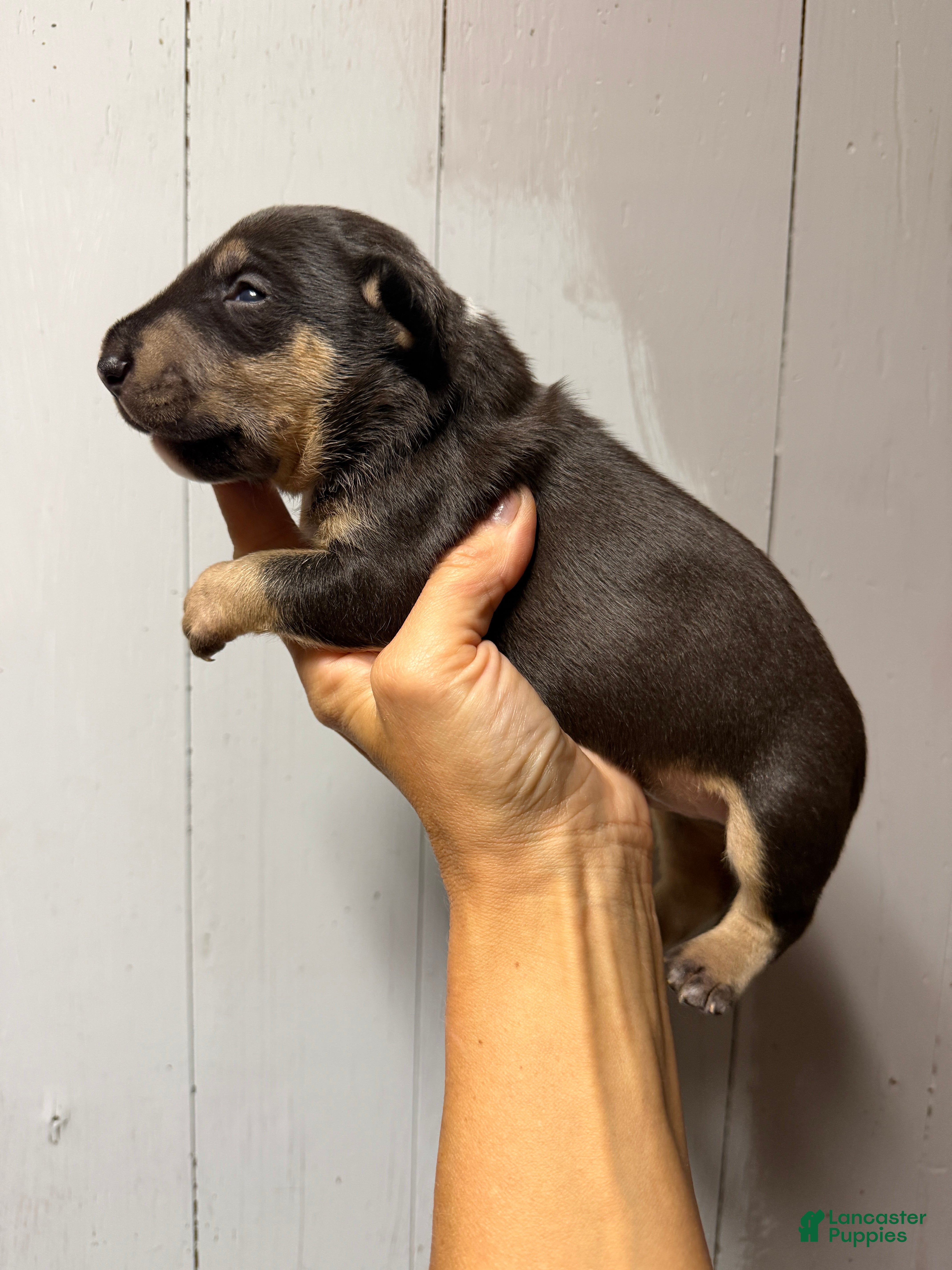 Miniature Bull Terrier dogs Ariel  - Ad 1