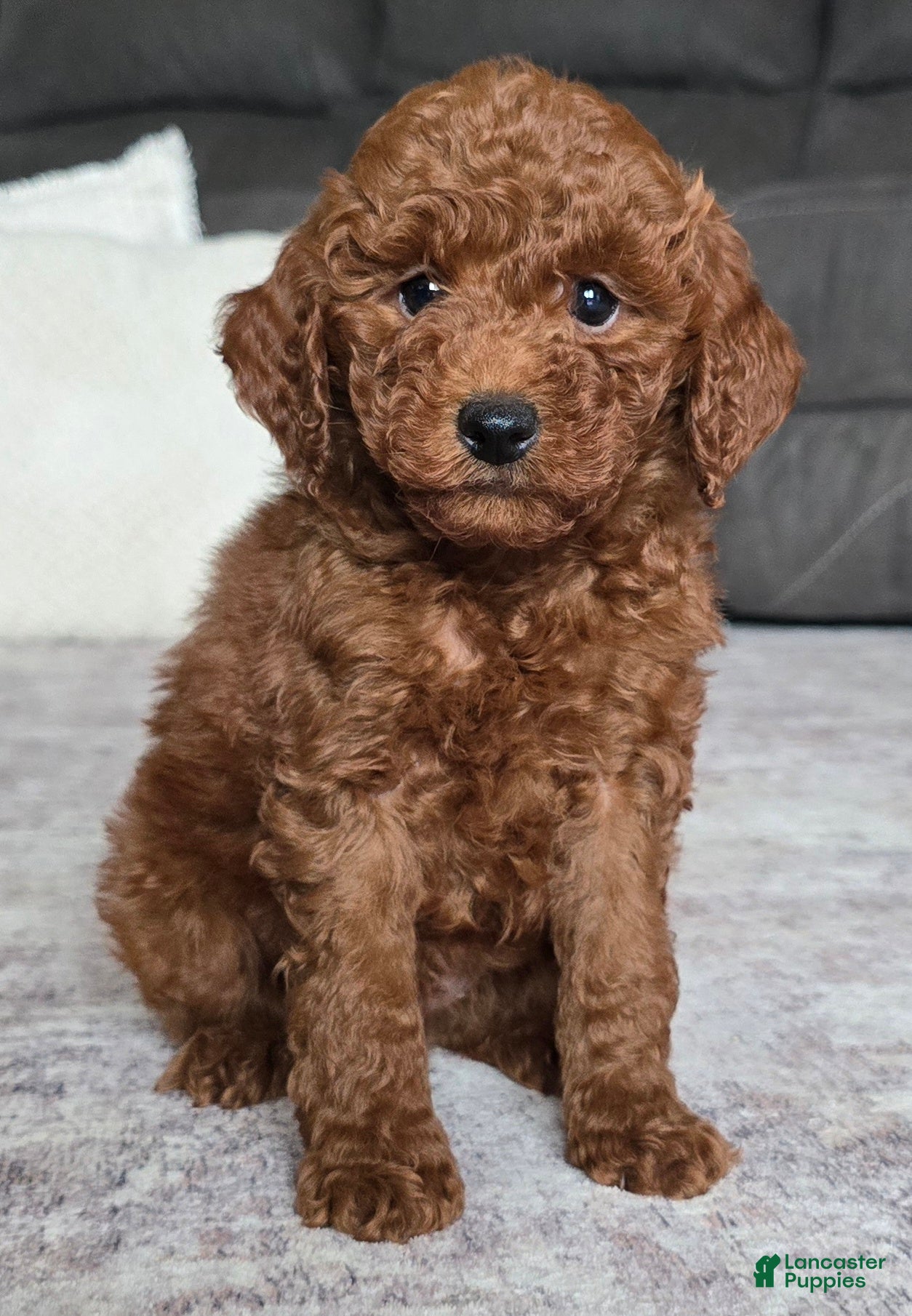 Miniature Poodle dogs for sale: Cooper - Ad 3