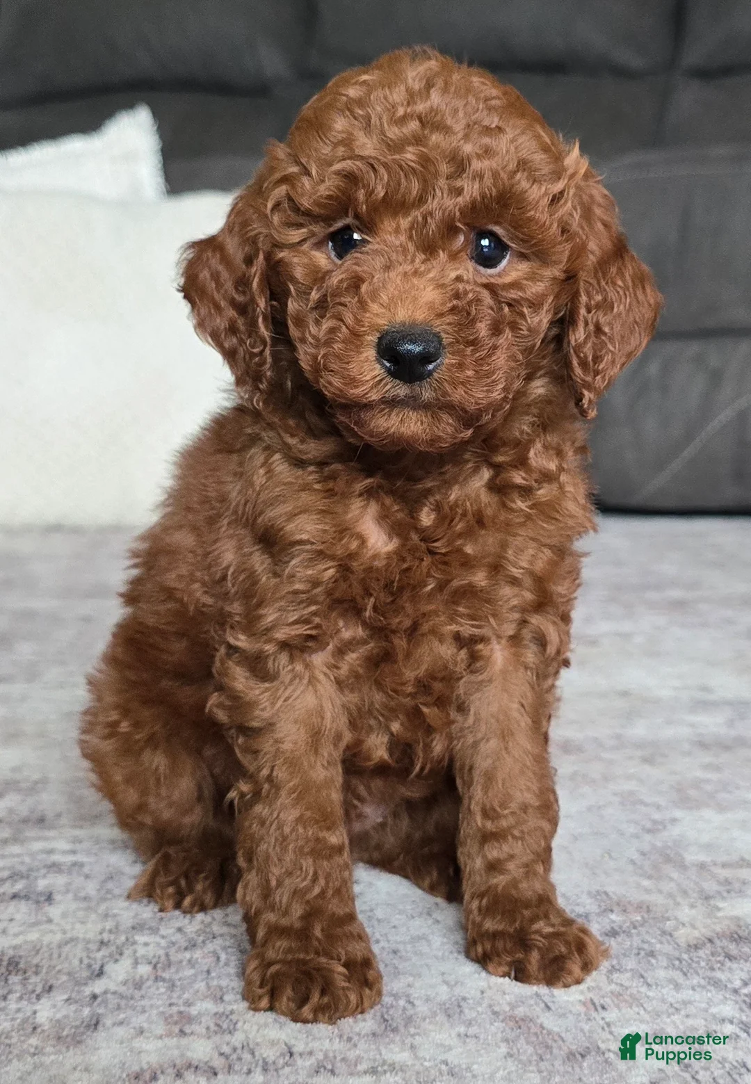 Miniature Poodle dogs for sale: Cooper - Ad 1