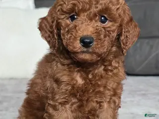 Miniature Poodle dogs for sale: Cooper - Ad 3