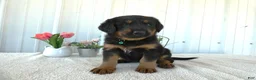 Mixed Breed dogs for sale: Mixed Breed 1 Sasha - Ad 3