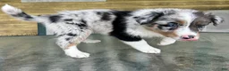 Australian Shepherd dogs for sale: Thing 2 - Ad 6