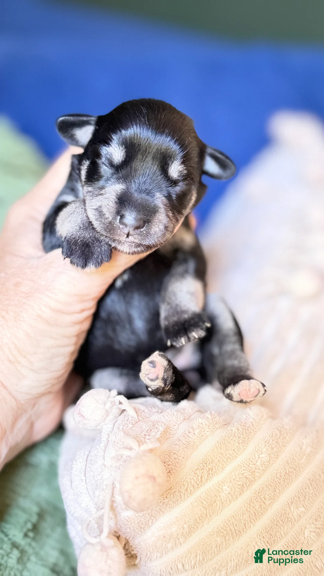 Miniature Schnauzer dogs for sale: Violet Mini Schnauzer Black and Silver - Ad 2