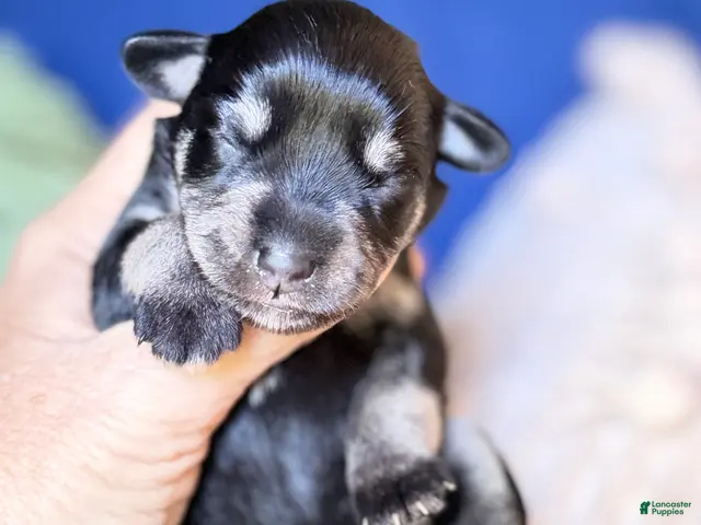 Miniature Schnauzer dogs Violet Mini Schnauzer Black and Silver - Ad 2