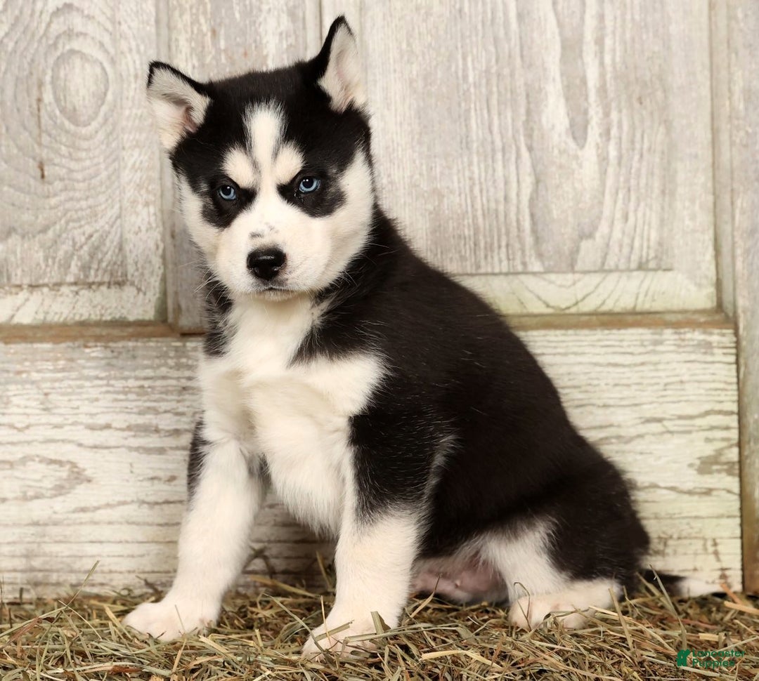 Siberian Husky dogs for sale: Royal - Ad 3