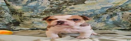 Mixed Breed dogs for sale: Gold Star Boy - Ad 3