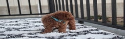 Toy Poodle dogs for sale: Patrick - Ad 8