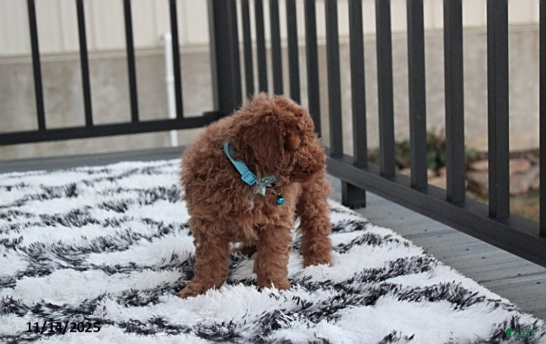 Toy Poodle dogs for sale: Patrick - Ad 8