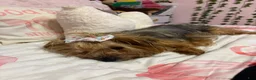 Yorkshire Terrier dogs for sale: Siobhan - Ad 3