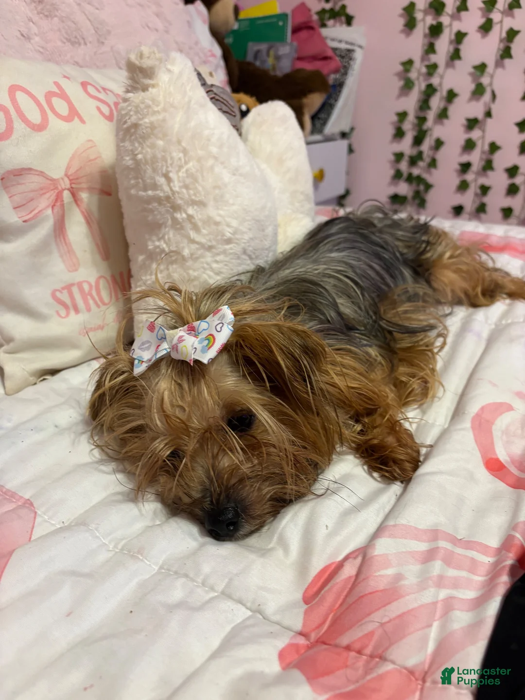 Yorkshire Terrier dogs for sale: Jacer - Ad 2