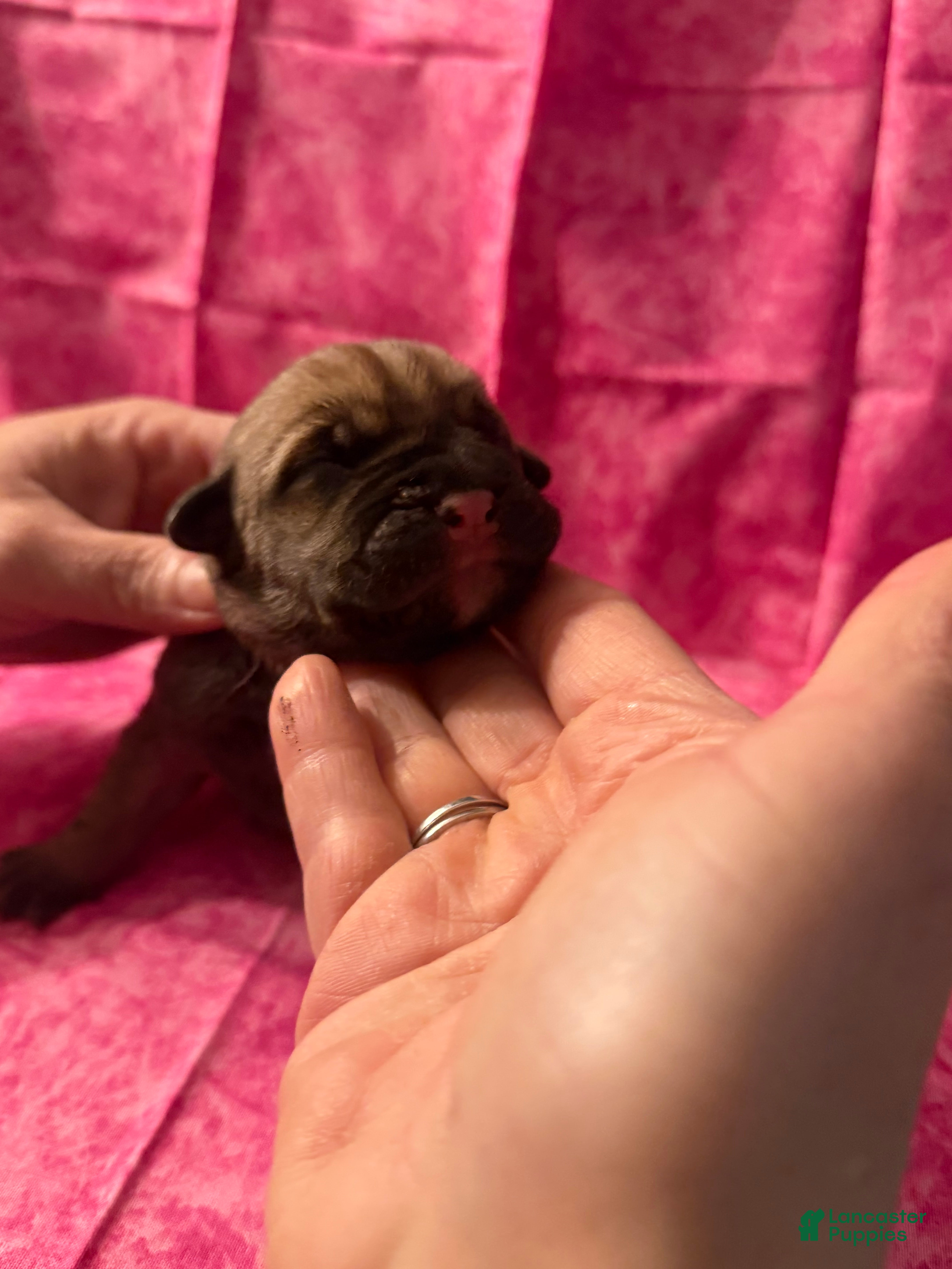 Cane Corso dogs Cane Corso Puppy 7 - Ad 12