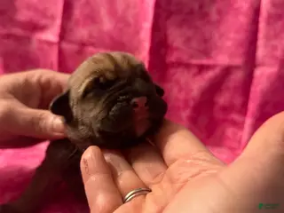 Cane Corso dogs Cane Corso Puppy 7 - Ad 5