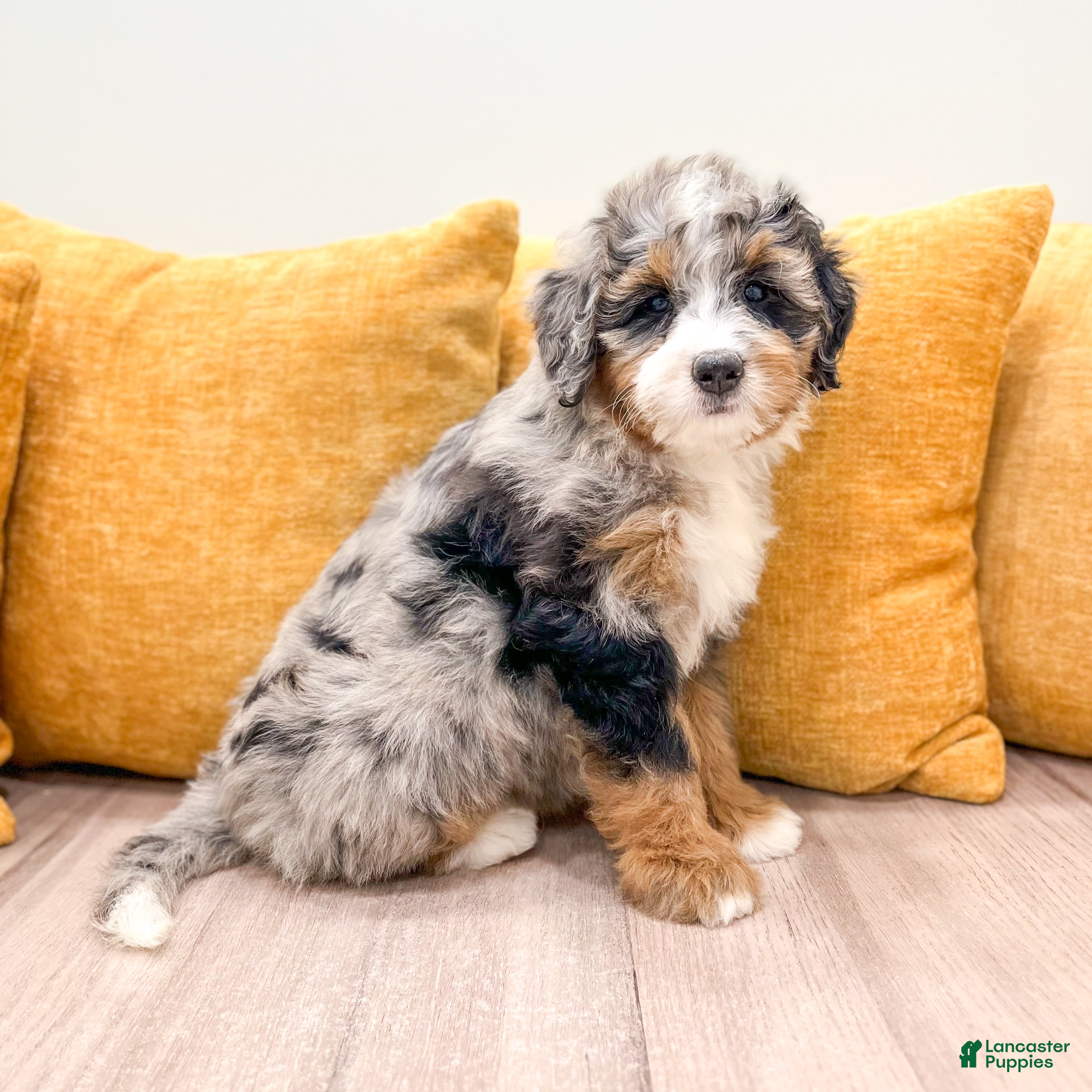 Mini Bernedoodle dogs Amber - Ad 1