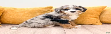 Amber
