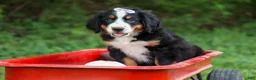 Bernese Mountain Dog dogs for sale: SOPHIE - Ad 10