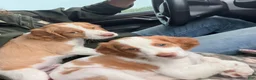 Brittany Spaniel dogs for sale: Mozzy  - Ad 2