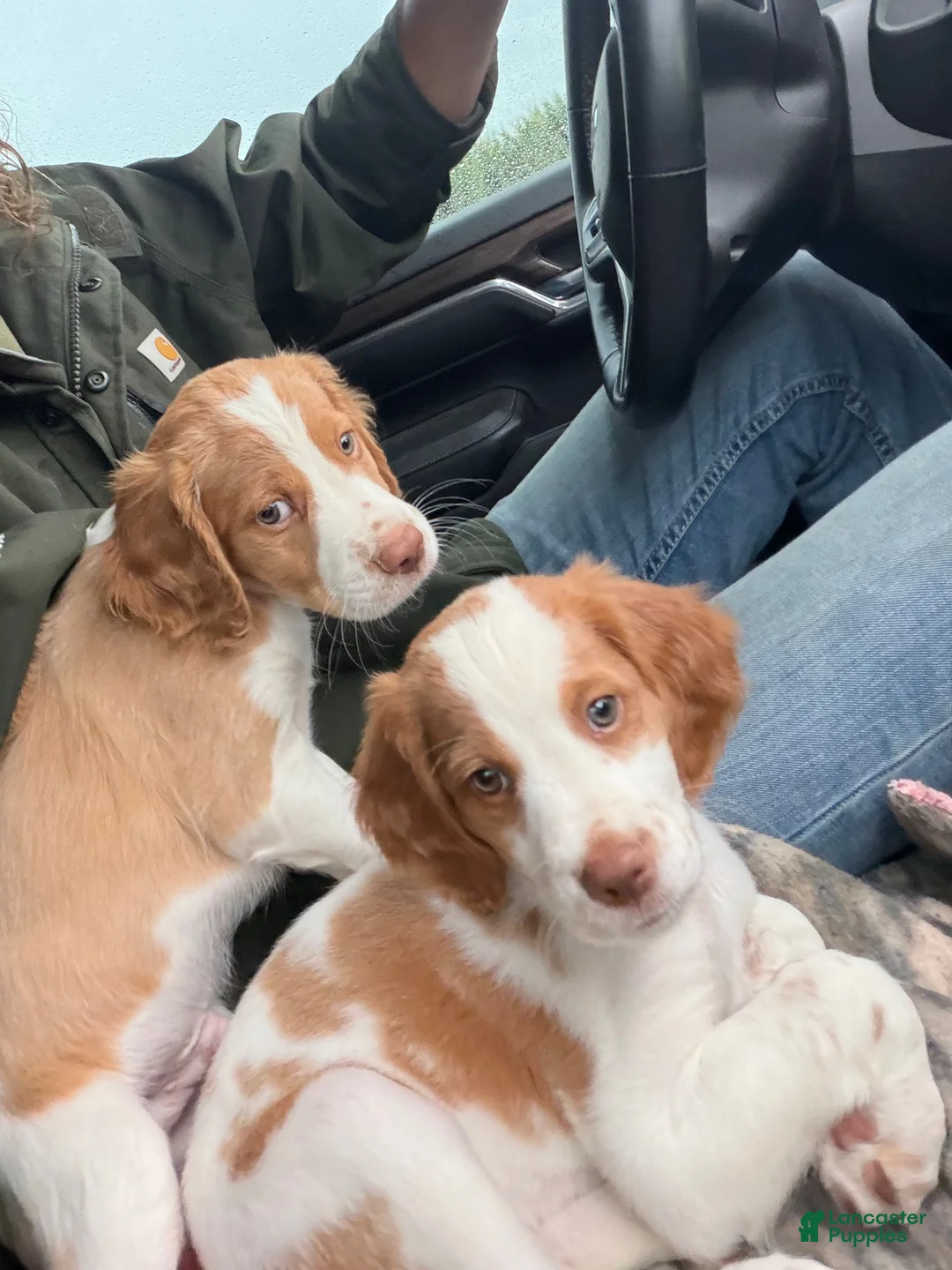 Brittany Spaniel dogs for sale: Mozzy  - Ad 2