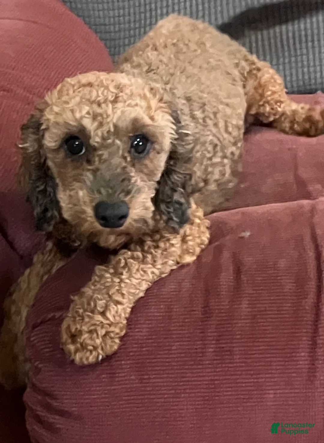 Toy Poodle dogs for sale: Onyx - Ad 13