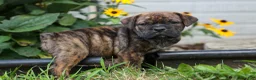 Beabull dogs for sale: Ashton  - Ad 12