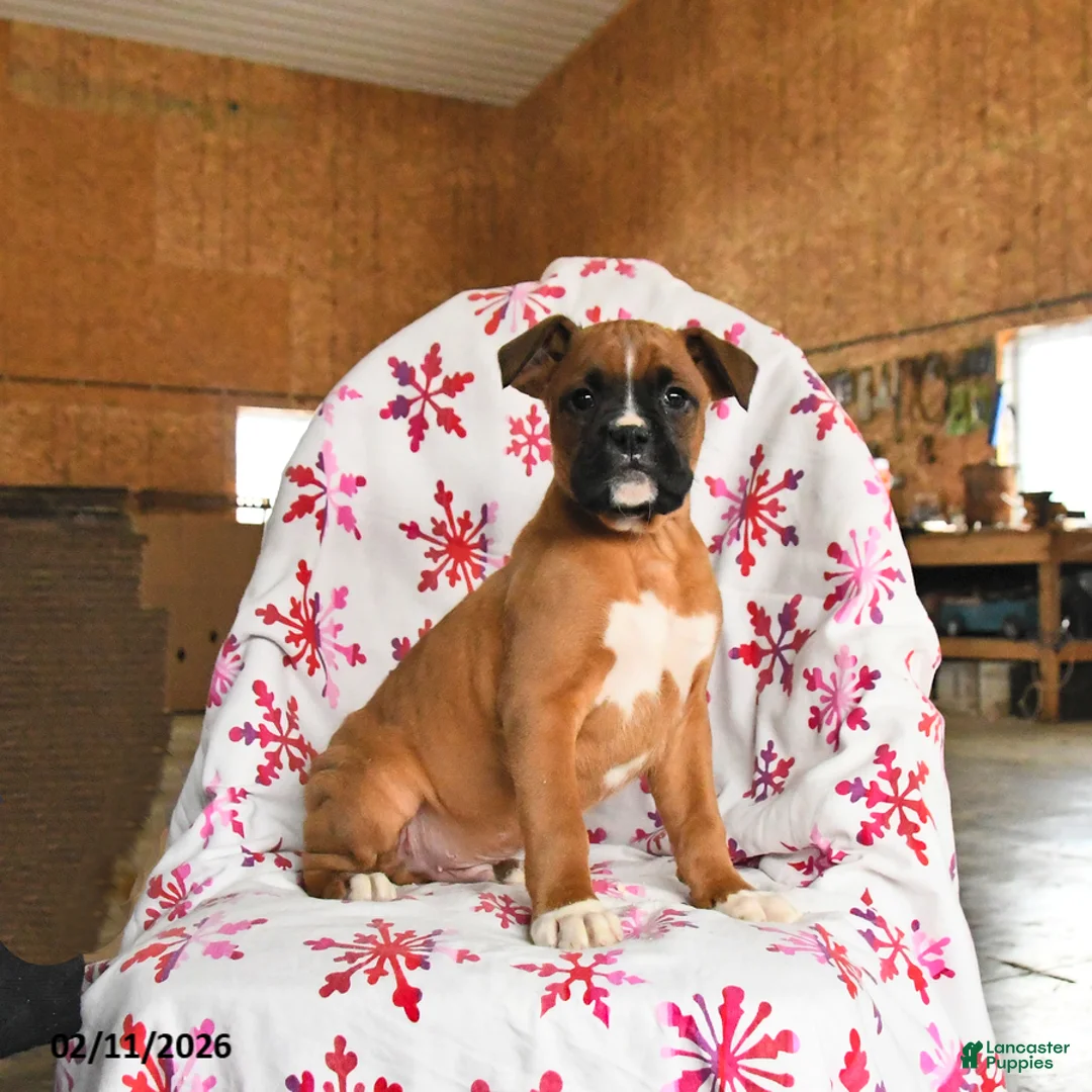 Boxer dogs for sale: Muffin - Ad 1