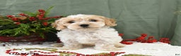 Cavapoo dogs for sale: Holly - Ad 4
