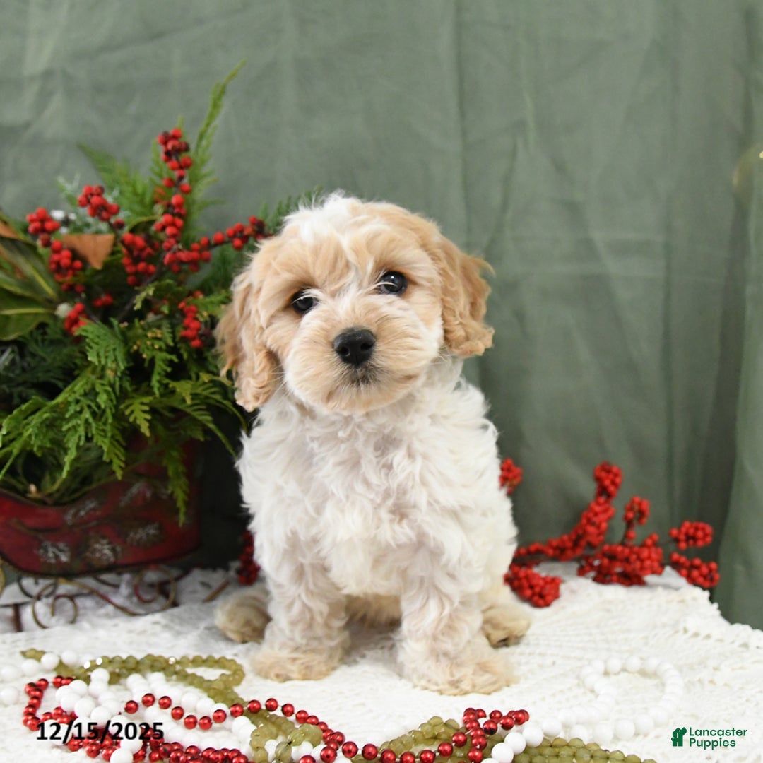 Cavapoo dogs for sale: Holly - Ad 4