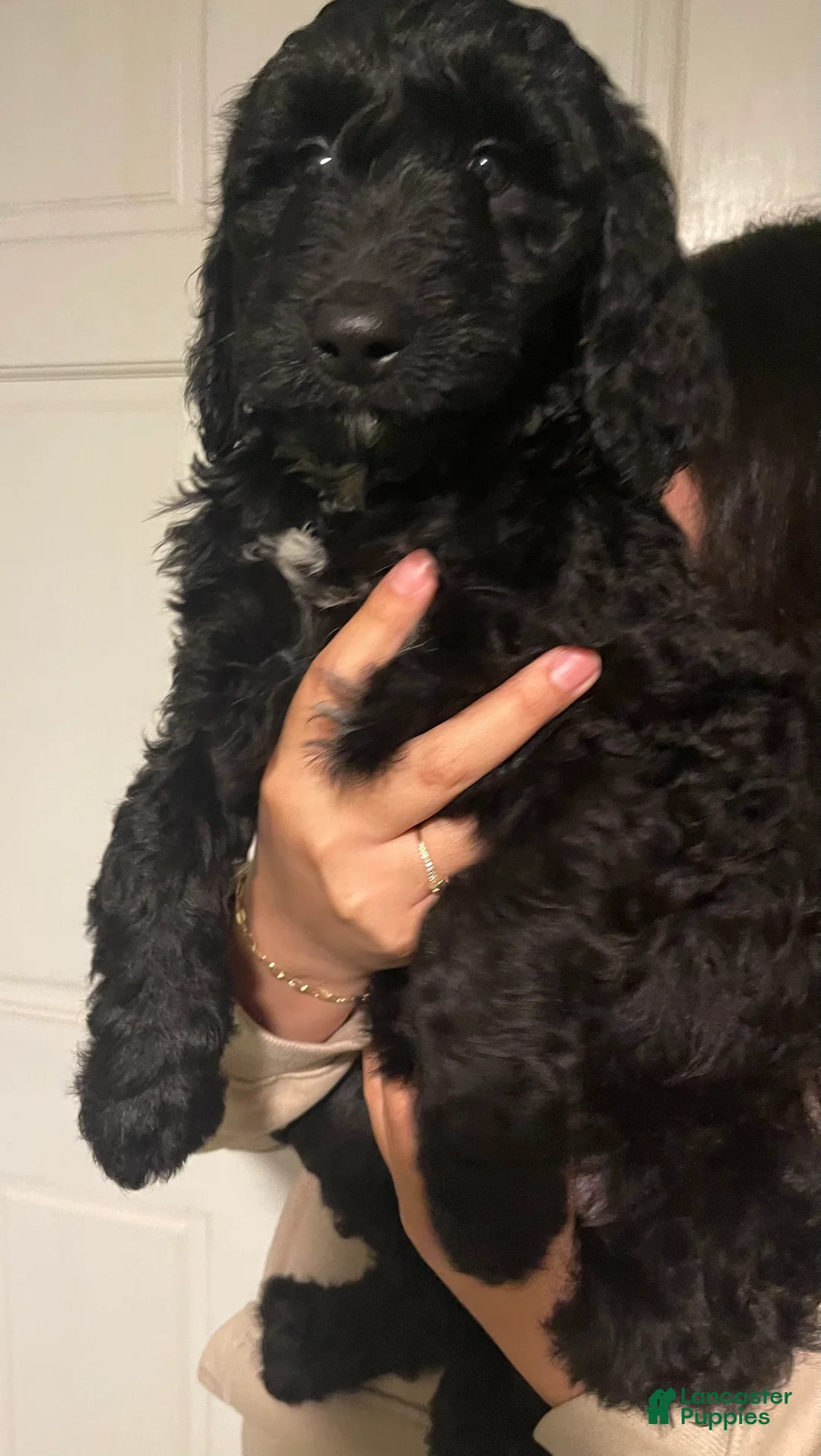 Goldendoodle dogs for sale: Lily - Ad 2