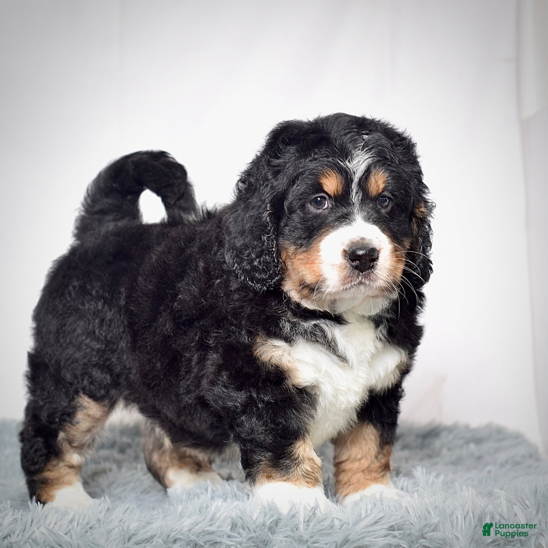 Bernedoodle dogs for sale: Mr. Shane - Ad 5