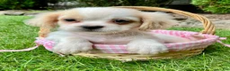 Shih Tzu dogs for sale: Hazel - Ad 3
