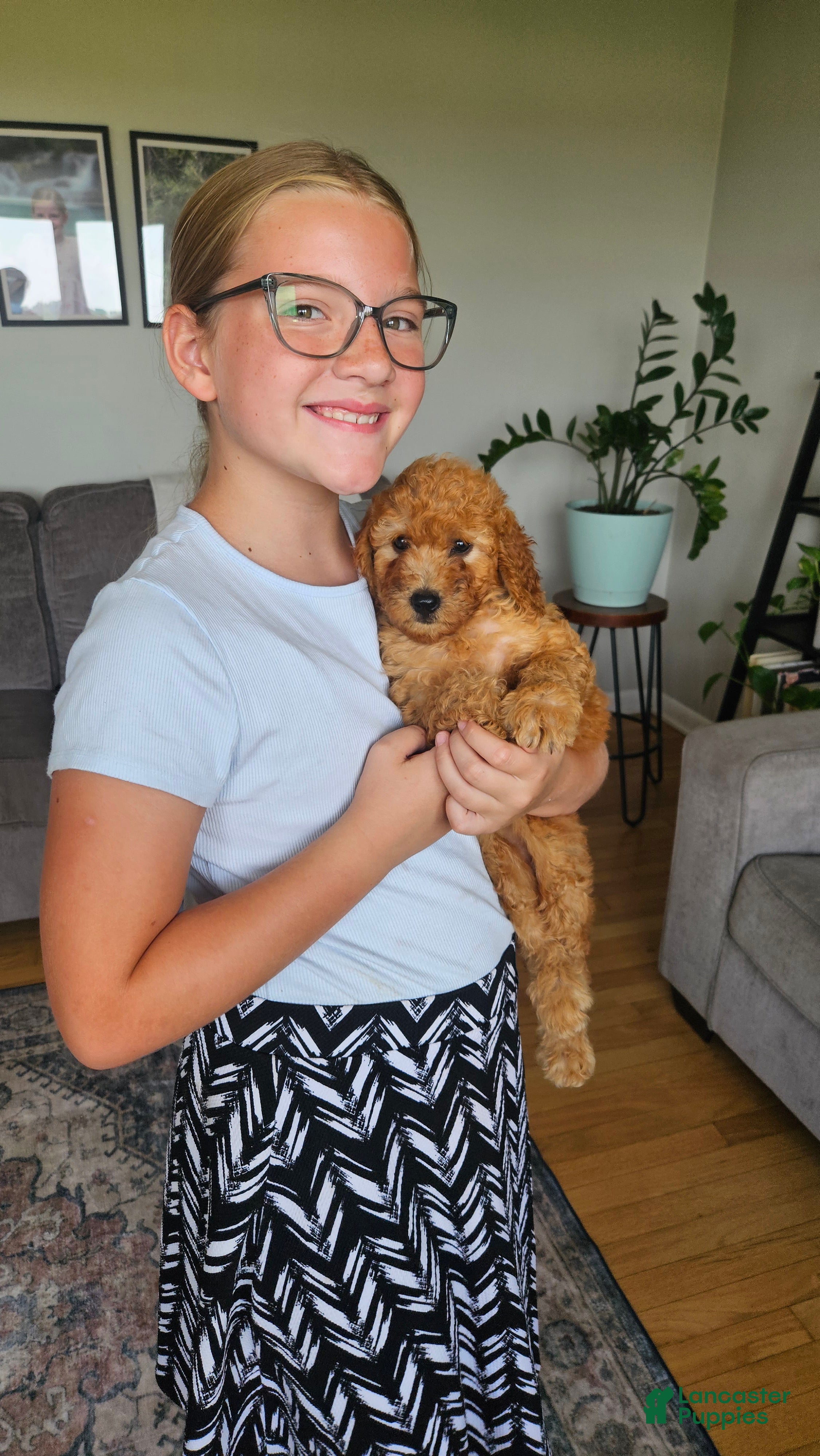 Mini Goldendoodle dogs Cutie - Ad 1