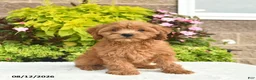 Cavapoo dogs for sale: Ivy  - Ad 2