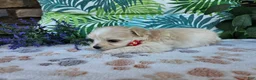 Maltipoo dogs for sale: Rosco - Ad 4