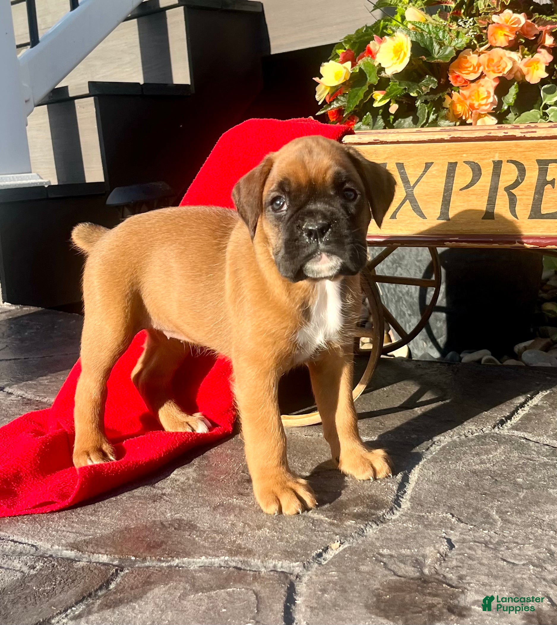 Boxer dogs  Luna🐾❤️Akc Reg❤️Hip Cert🐾❤️717-826-1899 - Ad 30